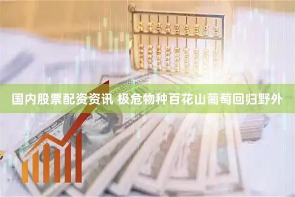 国内股票配资资讯 极危物种百花山葡萄回归野外